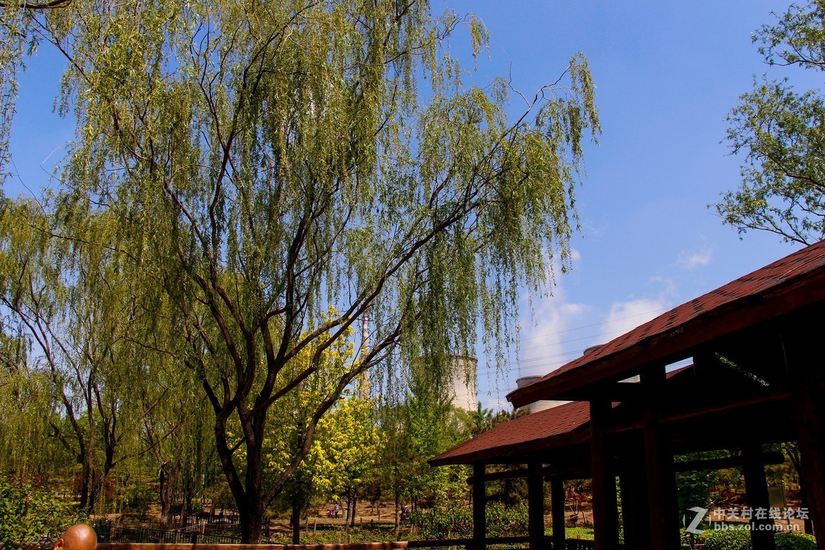 #正是一年最美时# 春光明媚公园美