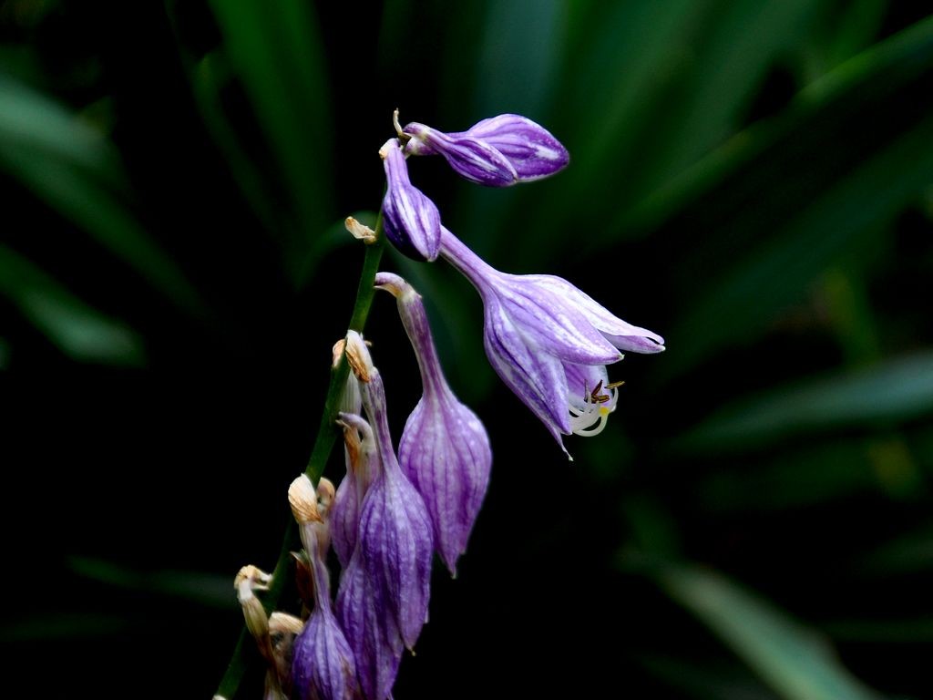 玉簪花