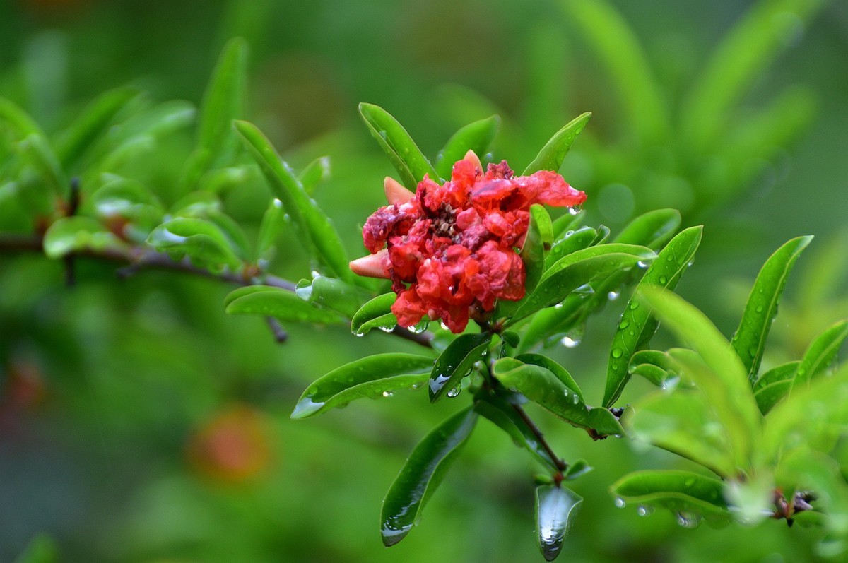 雨露石榴花
