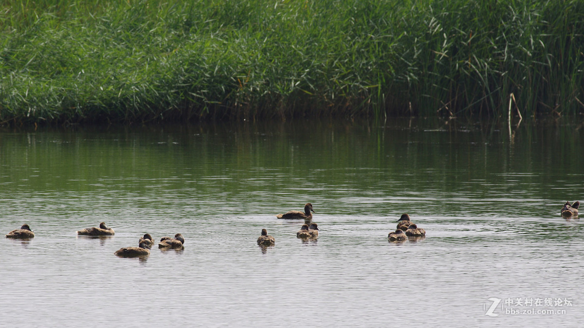 秋沙鸭和斑嘴鸭