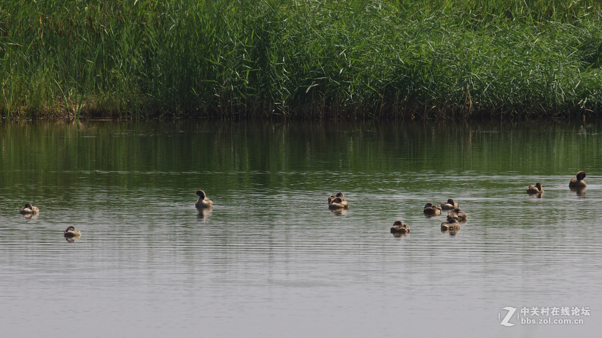 秋沙鸭和斑嘴鸭