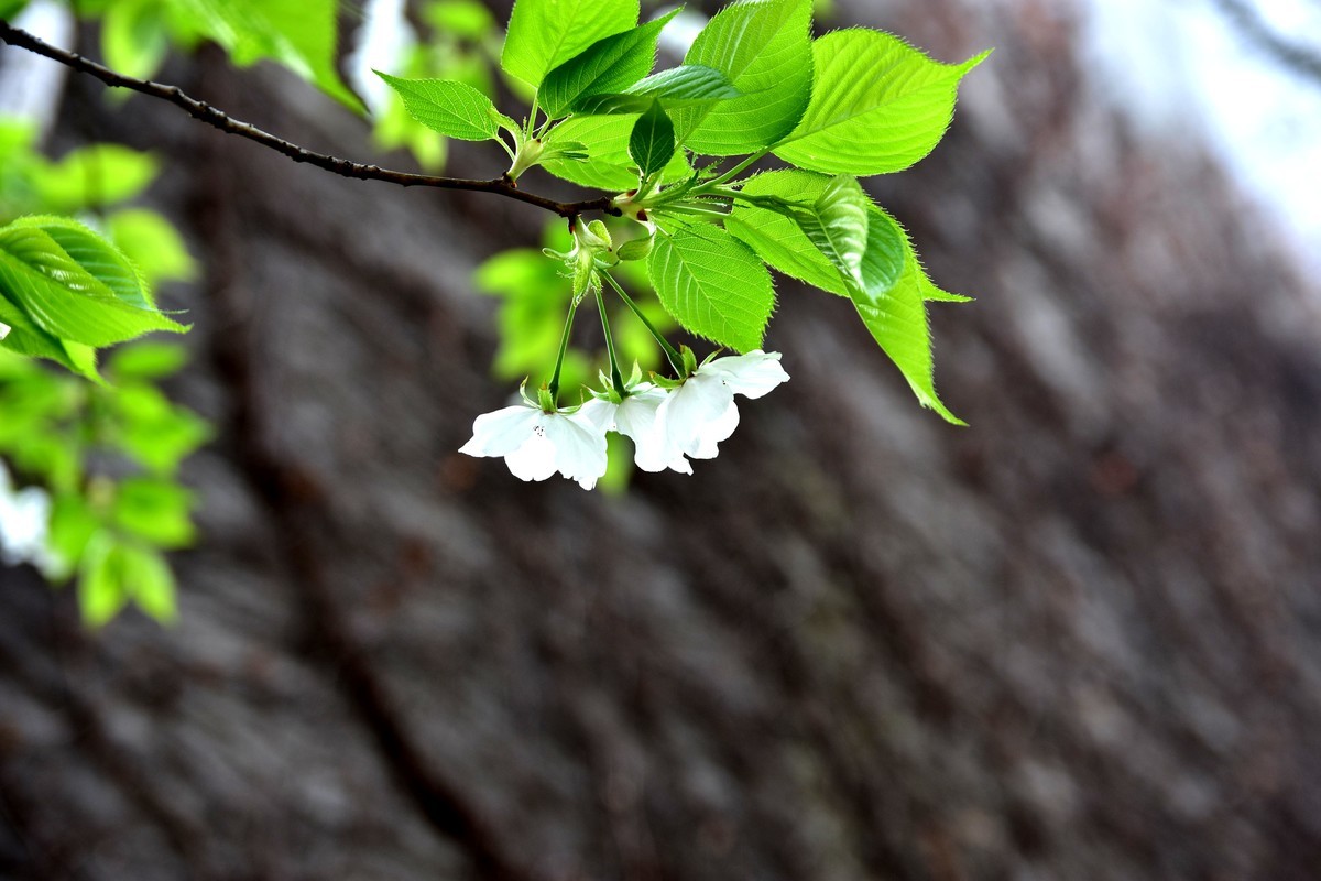 川美漫游2019.03.10