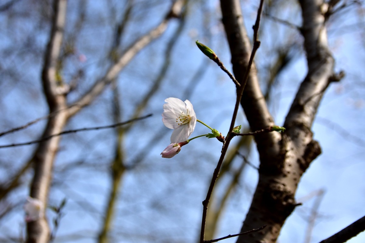 川美漫游2019.03.10