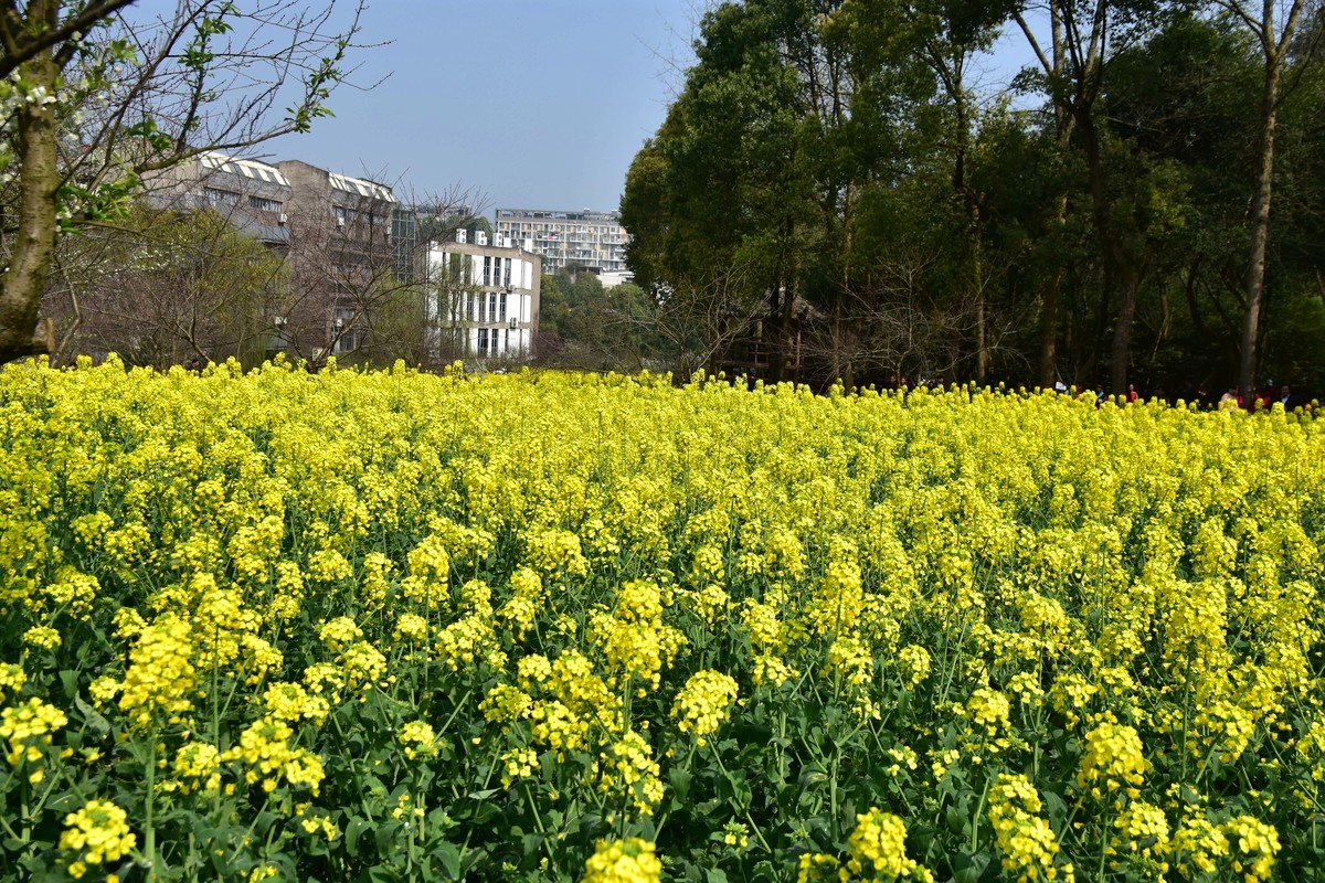 川美漫游2019.03.10