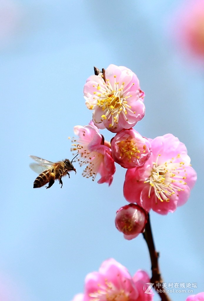 梅花与小蜜蜂