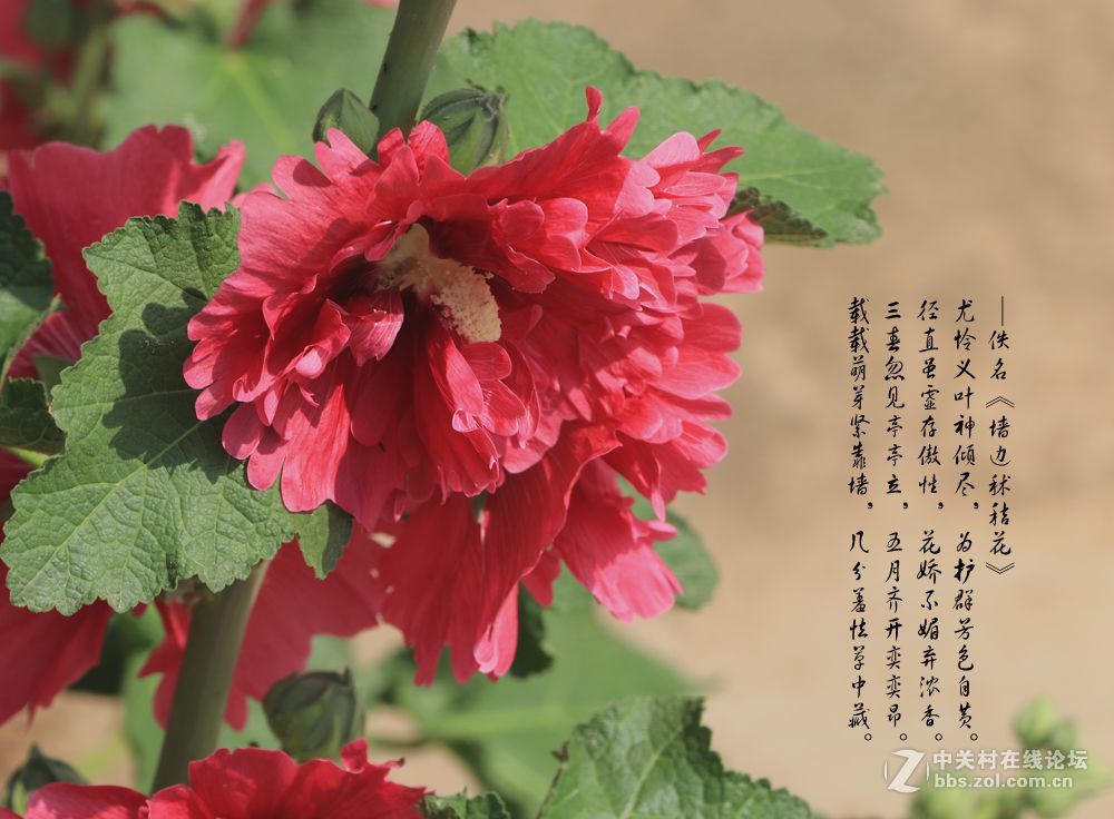 秫秸花3
