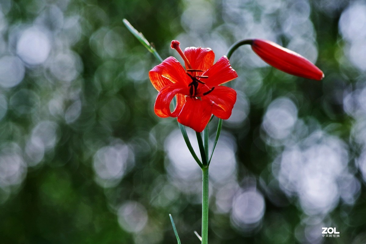 山丹丹花開紅豔豔