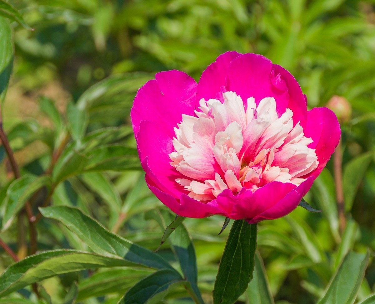 20200430扬州芍药园芍药花一