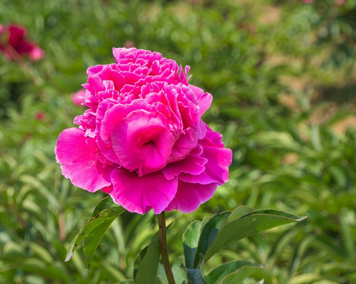 20200430扬州芍药园芍药花一