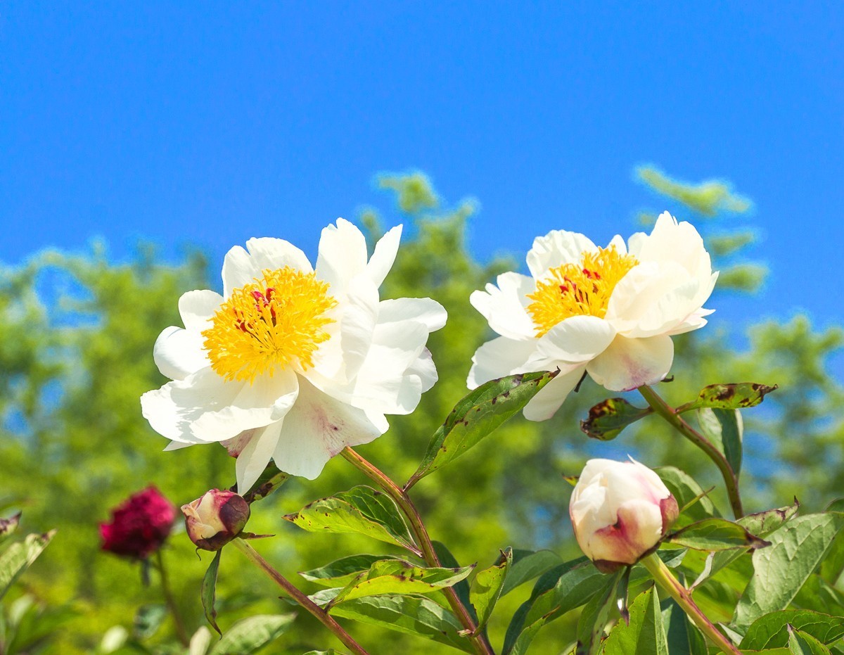 20200430扬州芍药园芍药花一