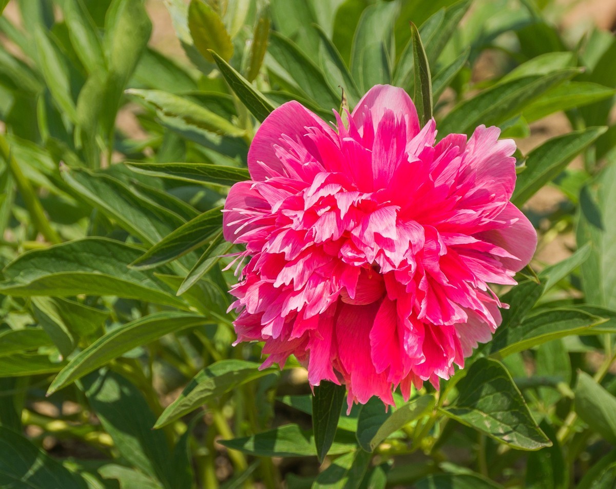 20200430扬州芍药园芍药花二