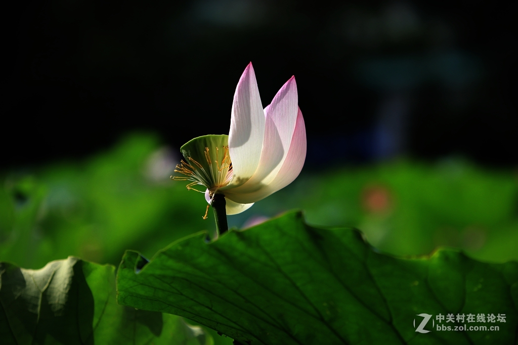串个门发几张荷花