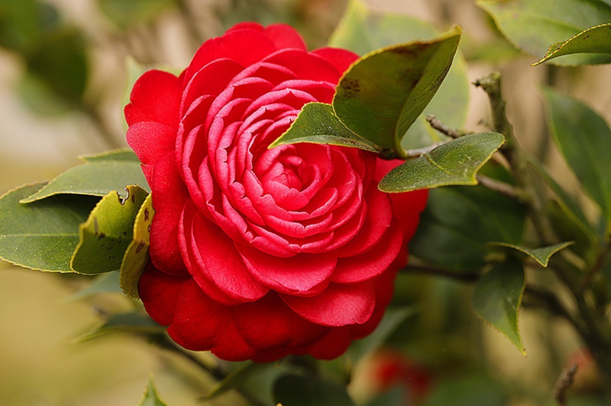 艳丽多彩茶花红