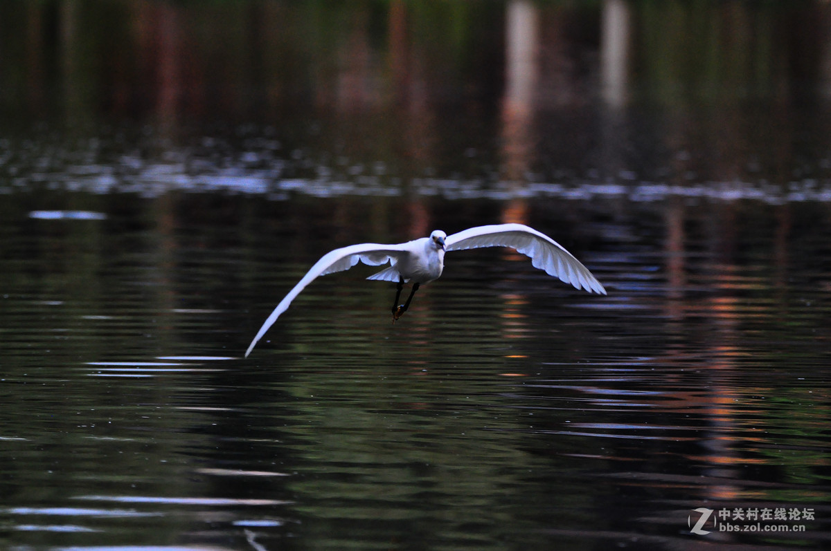 D90+腾龙150-600打飞鸟