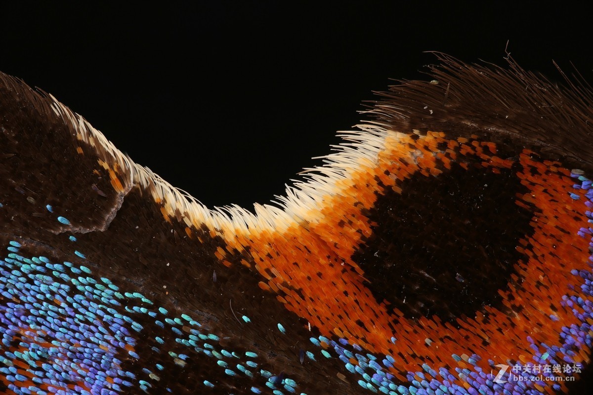 利用显微镜物镜 拍摄堆叠摄影作品 后附详细显微镜物镜转接/延长方法