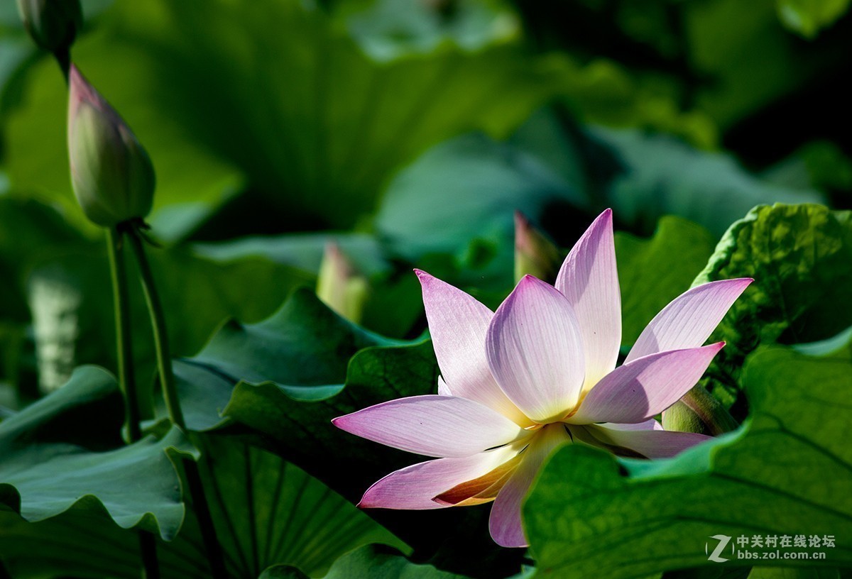 #夏天在哪里# 初夏荷塘