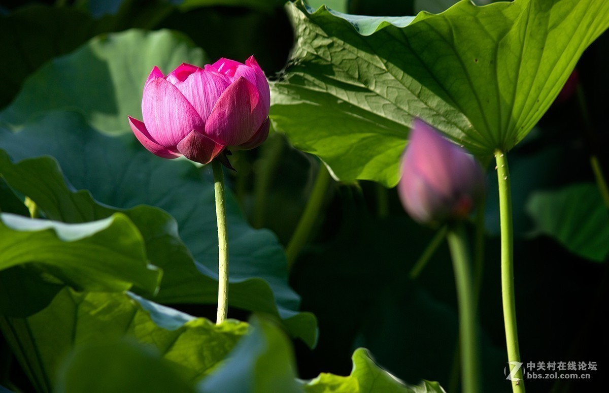 #夏天在哪里# 初夏荷塘