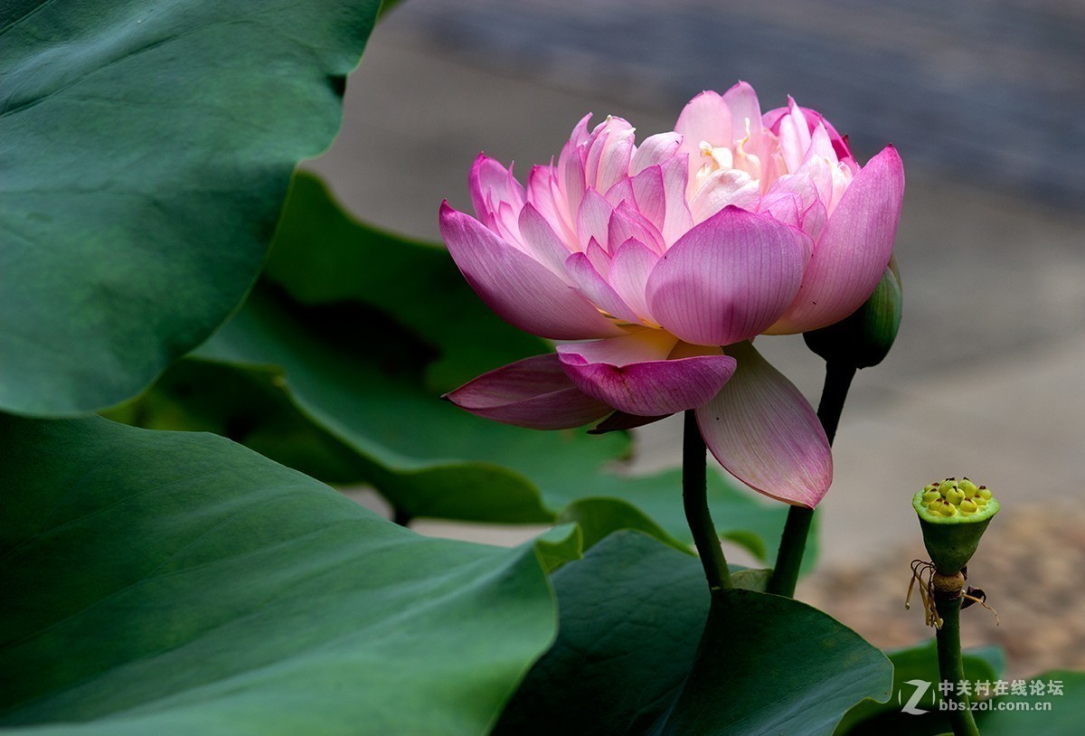 #夏天在哪里# 初夏荷塘