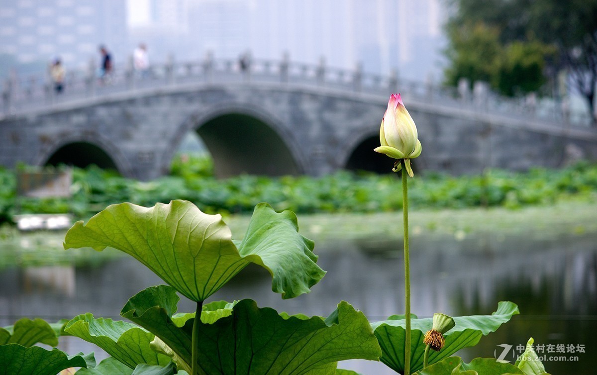 #夏天在哪里# 初夏荷塘