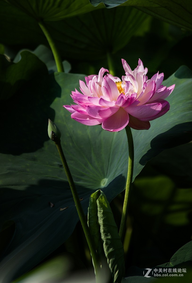 #夏天在哪里# 初夏荷塘