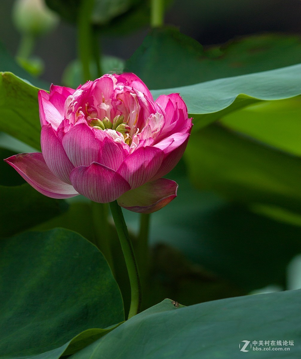 #夏天在哪里# 初夏荷塘