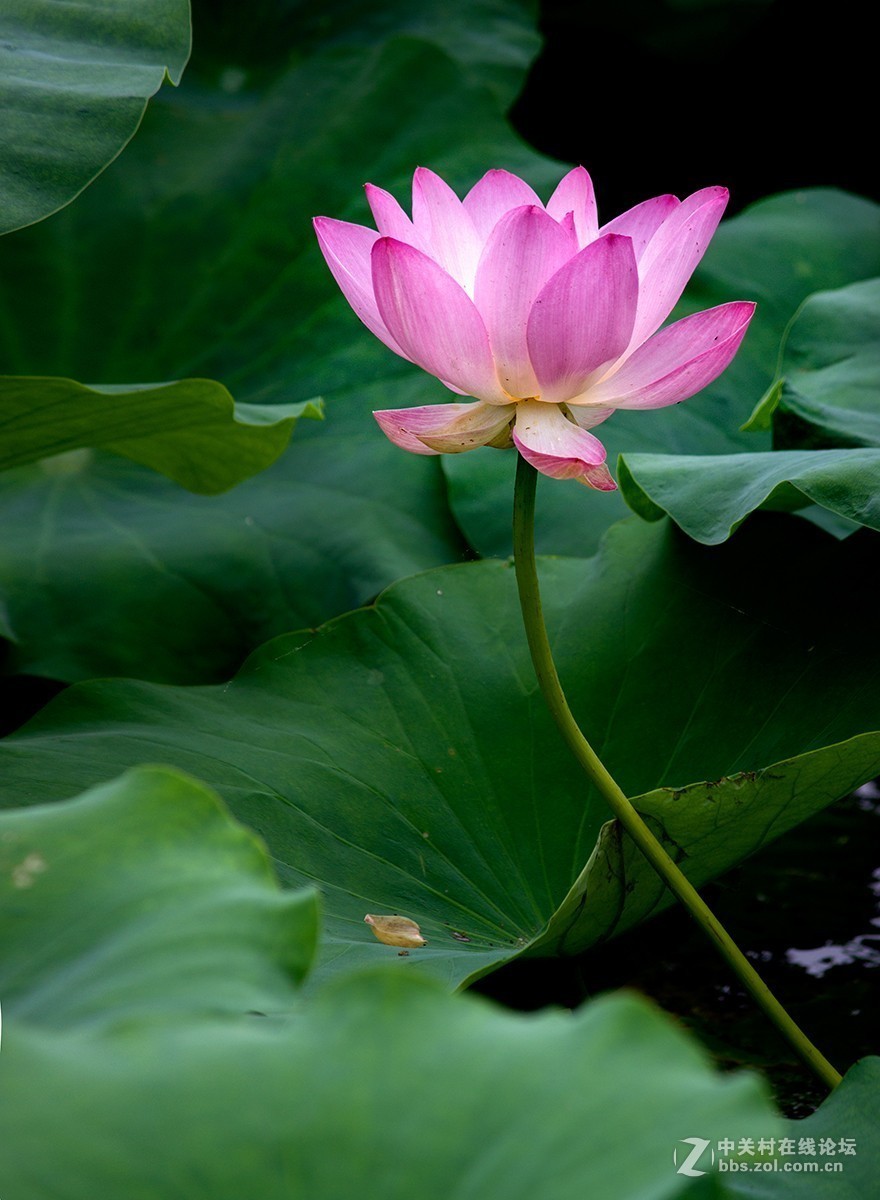 #夏天在哪里# 初夏荷塘