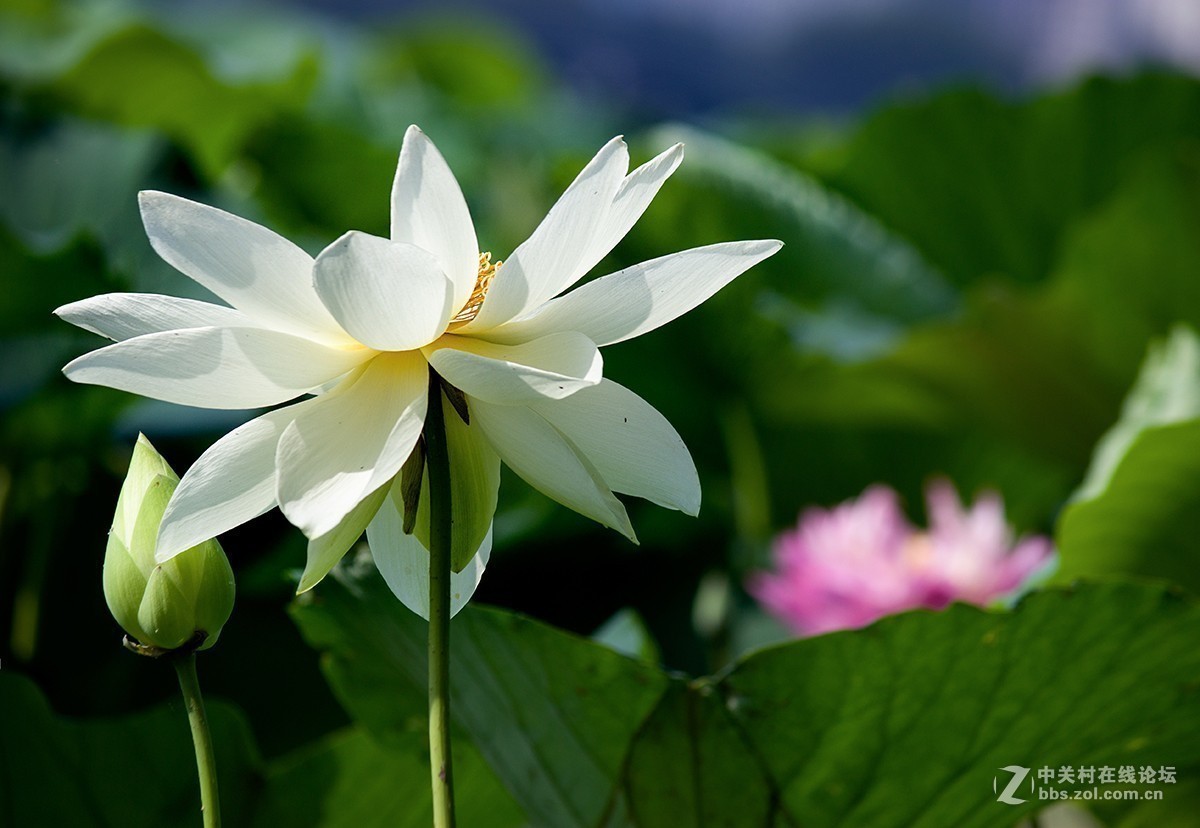 #夏天在哪里# 初夏荷塘