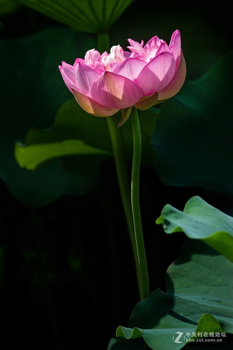 #夏天在哪里# 初夏荷塘