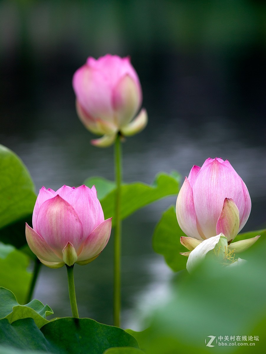 #夏天在哪里# 初夏荷塘