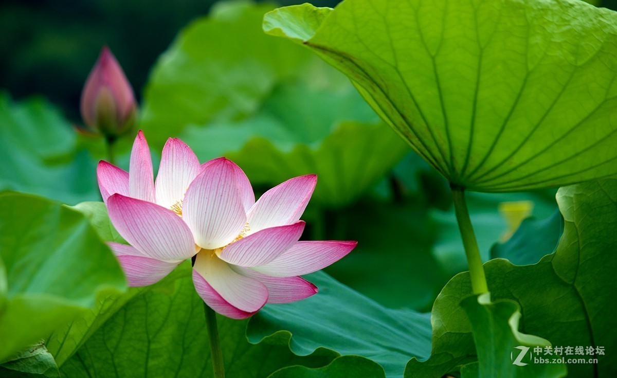 #夏天在哪里# 初夏荷塘