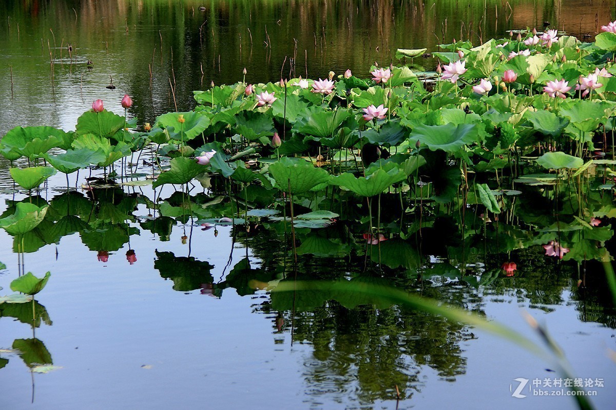 #夏天在哪里# 初夏荷塘