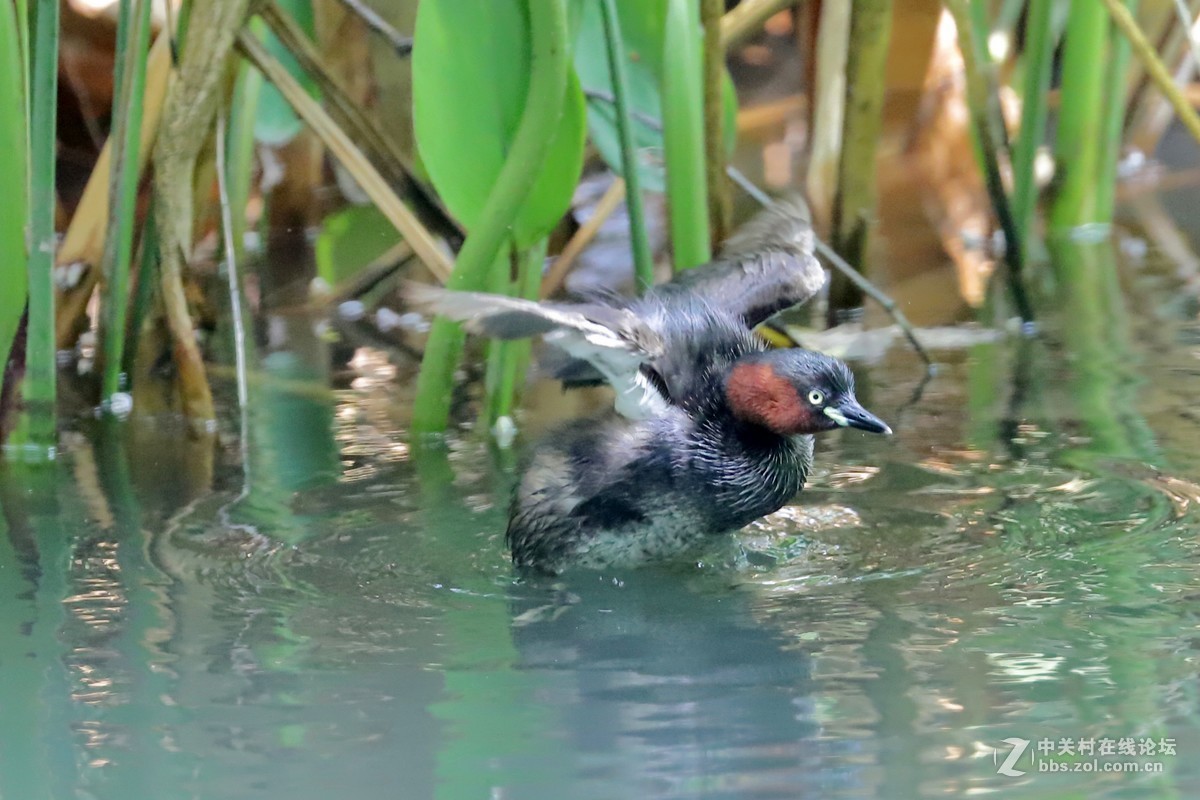 2019年拍鳥82小鸊鷉