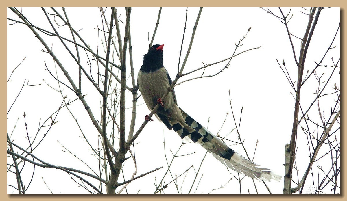 练习拍红嘴灰喜鹊