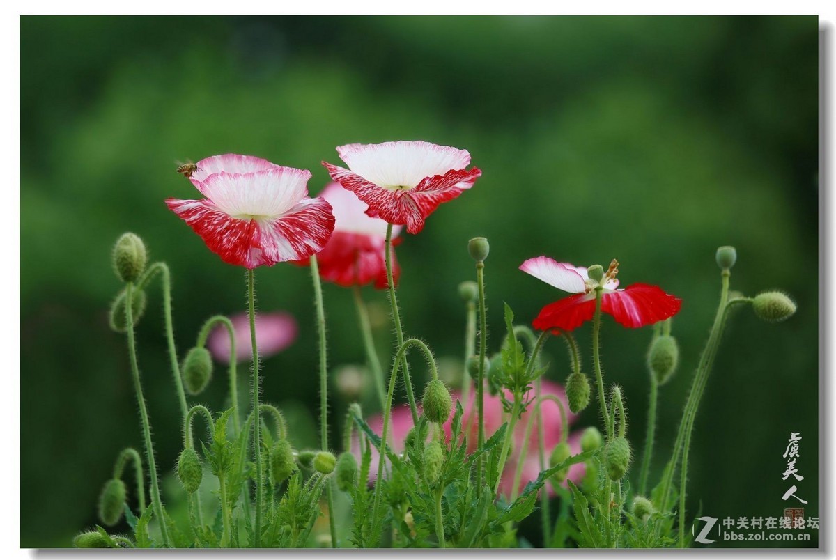 5T版块2015年5月份下旬精华贴汇总