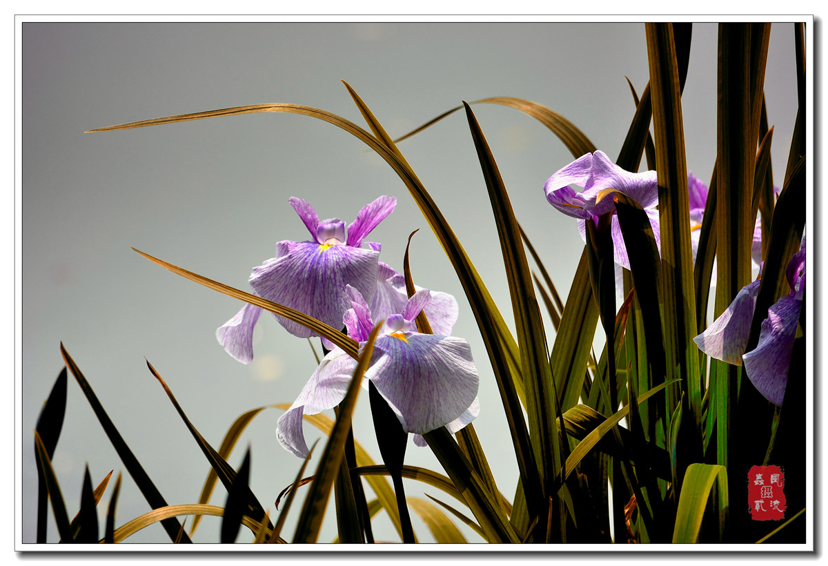 #尼康花卉作品赏析#【一组花菖蒲】 （老阿推荐）