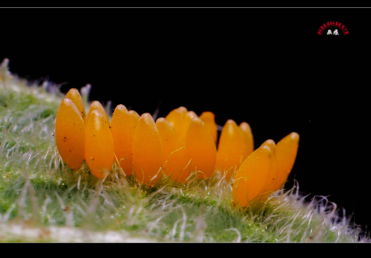 微距蚜虫瓢虫瓢虫虫卵一组