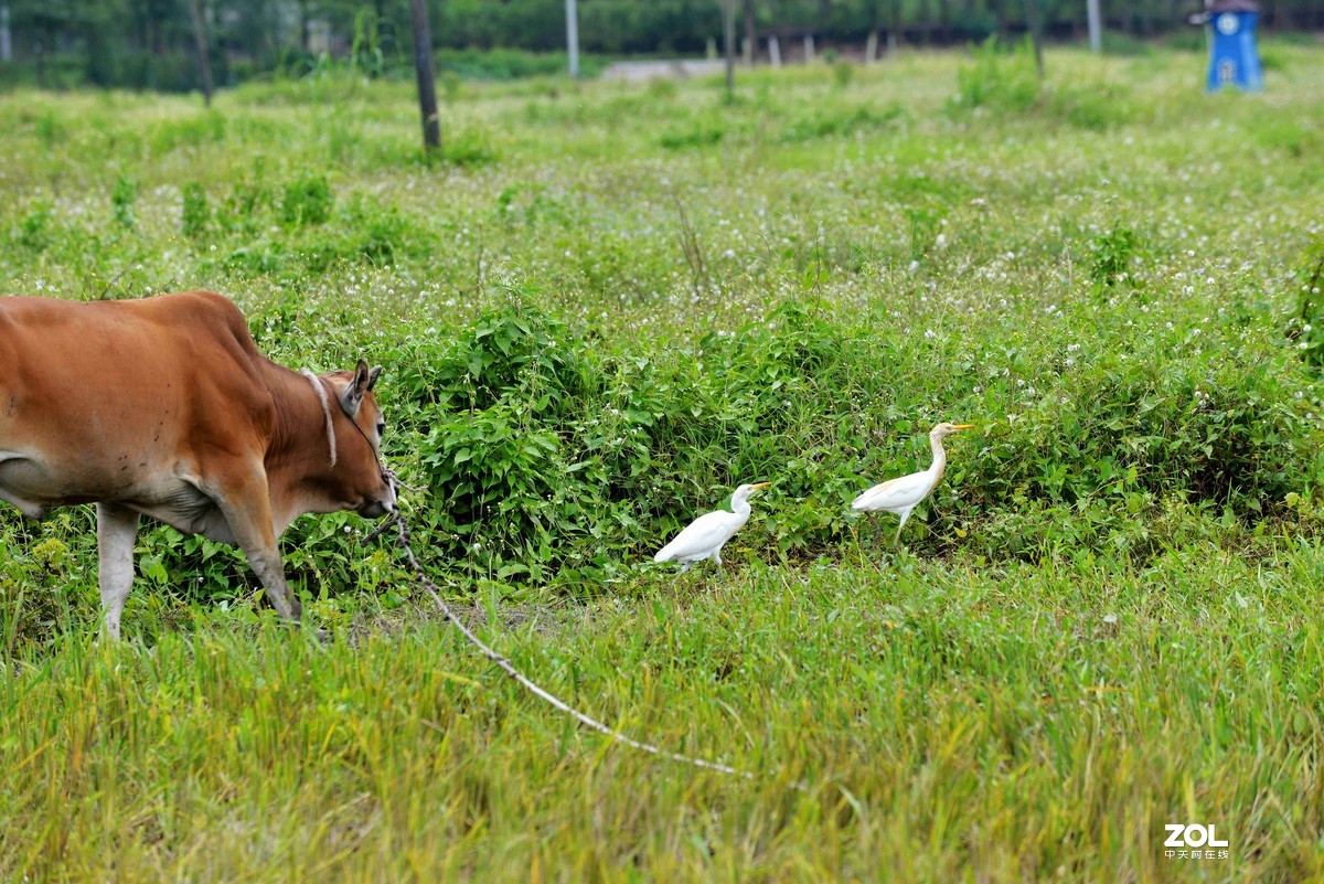 中长焦试拍鹭，还发现牛背鹭