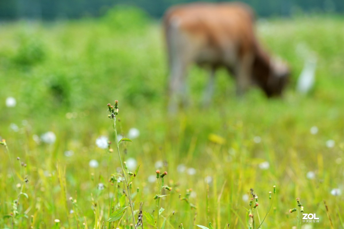 中长焦试拍鹭，还发现牛背鹭