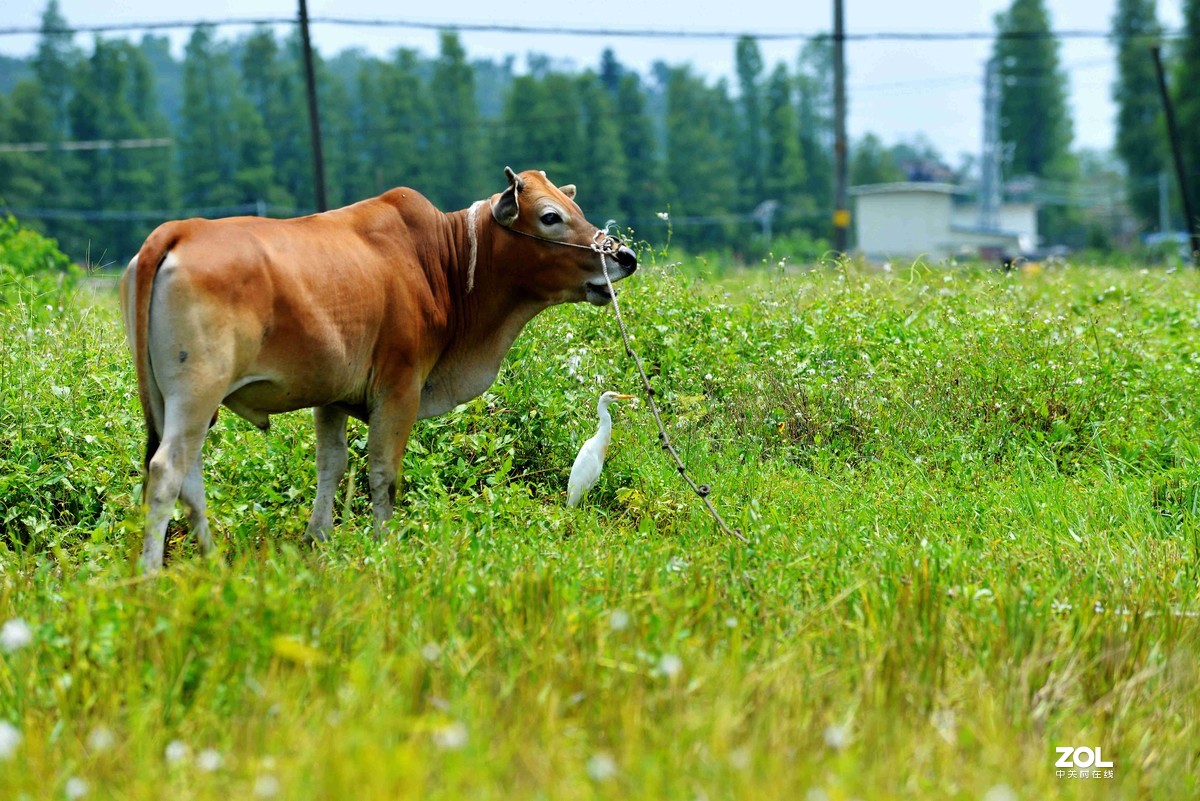 中长焦试拍鹭，还发现牛背鹭