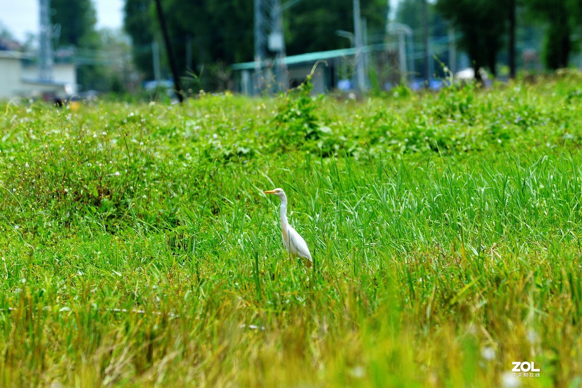 中长焦试拍鹭，还发现牛背鹭