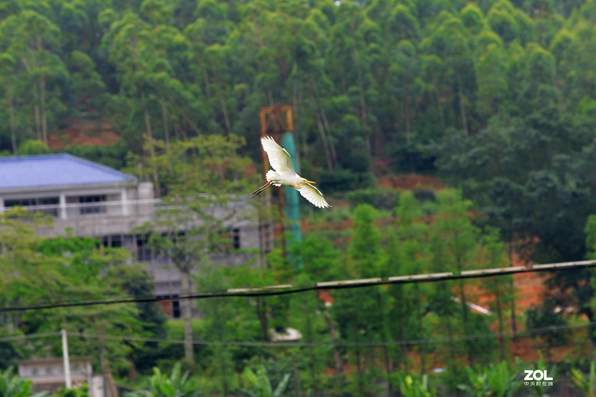 中长焦试拍鹭，还发现牛背鹭