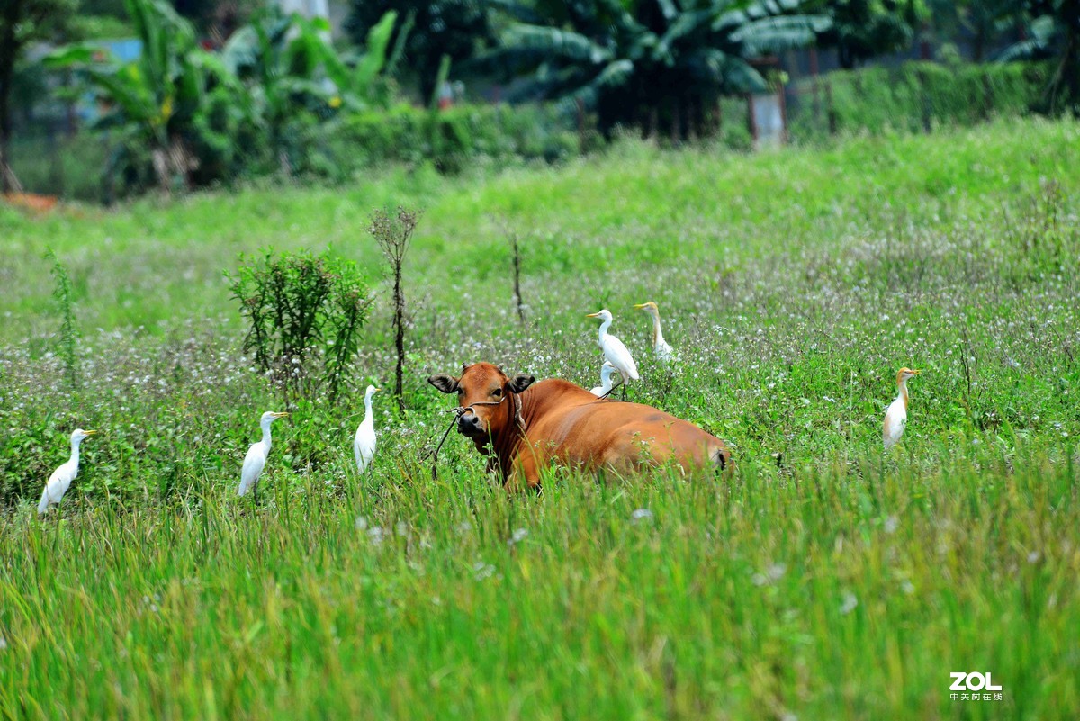 中长焦试拍鹭，还发现牛背鹭