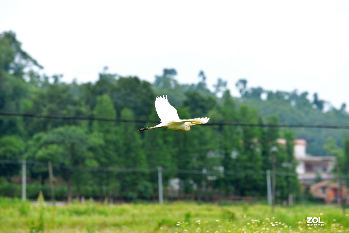 中长焦试拍鹭，还发现牛背鹭