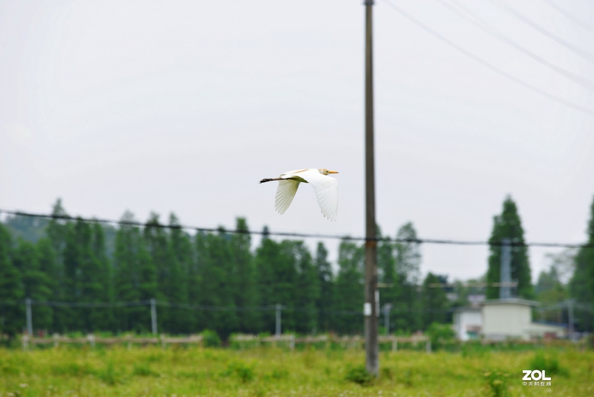 中长焦试拍鹭，还发现牛背鹭