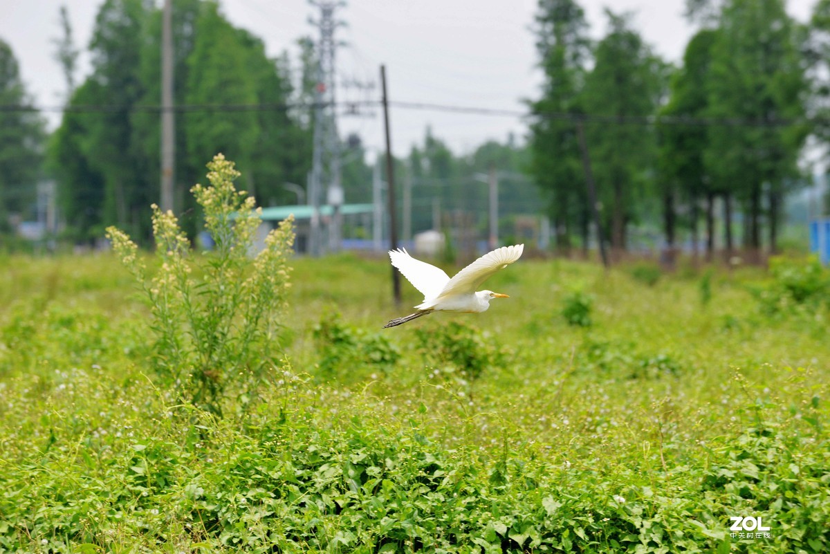 中长焦试拍鹭，还发现牛背鹭