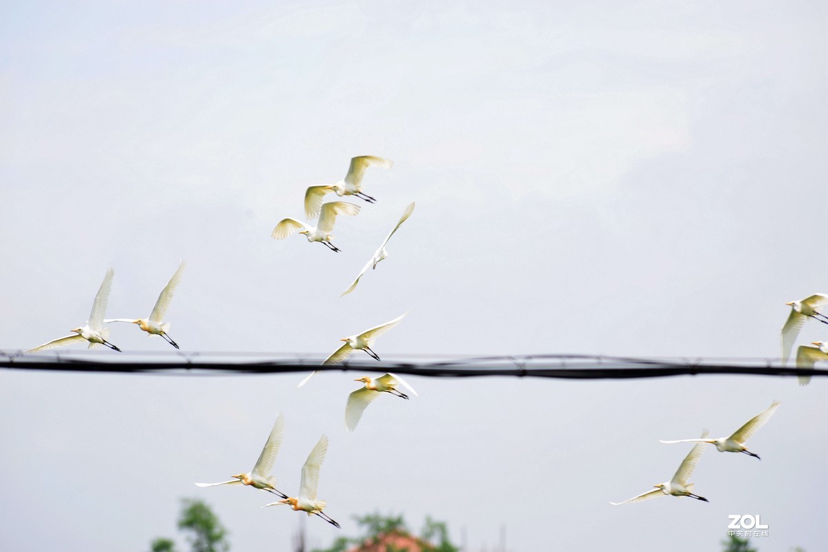 中长焦试拍鹭，还发现牛背鹭