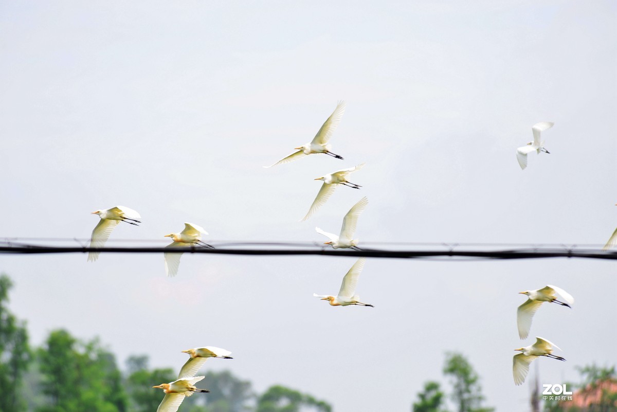 中长焦试拍鹭，还发现牛背鹭