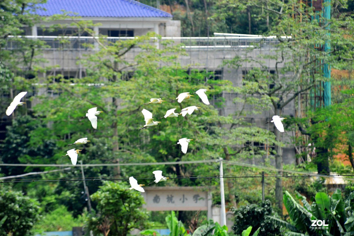 中长焦试拍鹭，还发现牛背鹭