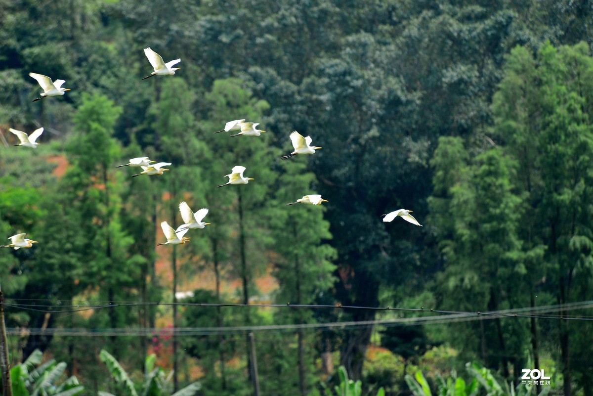中长焦试拍鹭，还发现牛背鹭