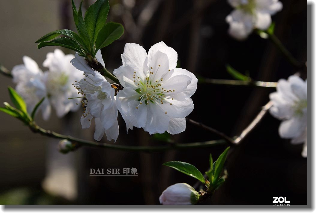 桃花